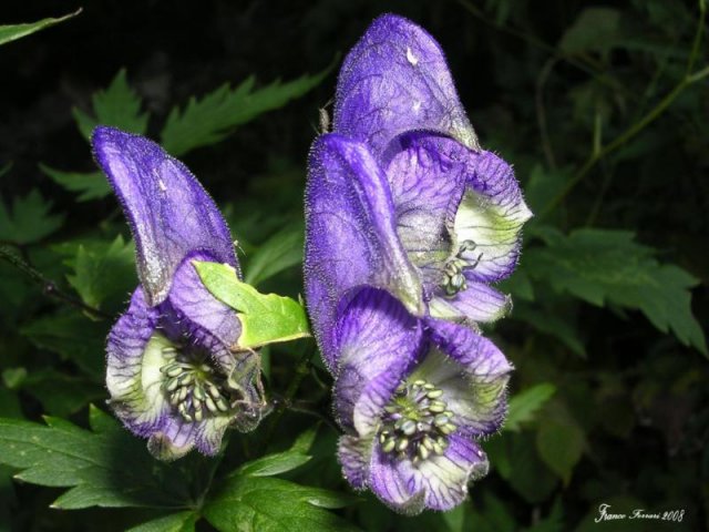 aconitum paniculatum fam.ranuncolacee